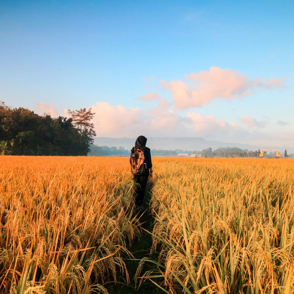 A person in a hijab walking through a golden rice field under a bright blue sky.